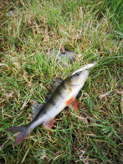 RMS Trout Lures – 5g / 5cm (Size 8 Hook) DISCO DANCER