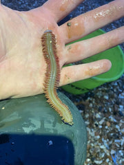 Arno Hooks Arno Stops Clear