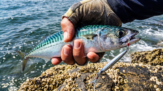 How to Catch Mackerel from Shore: A Complete Guide for Beginners
