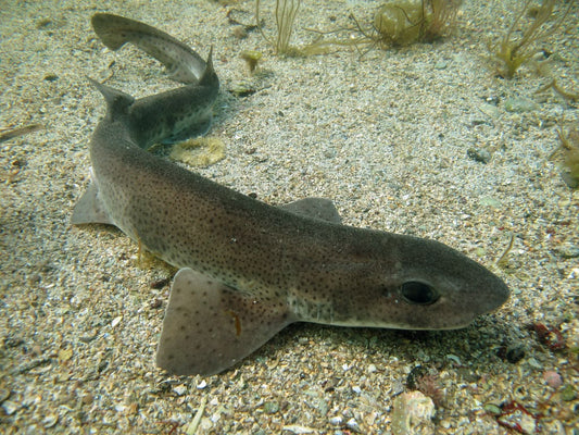 Dogfish Fishing in Ireland: Best Baits, Rigs, Tackle and Shore Tips