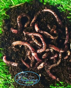 100Grams Dendrobaena Composting worms 